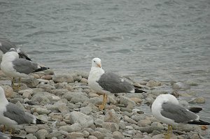 Gull, California, 2010-06306104 Antelope Island SP, UT